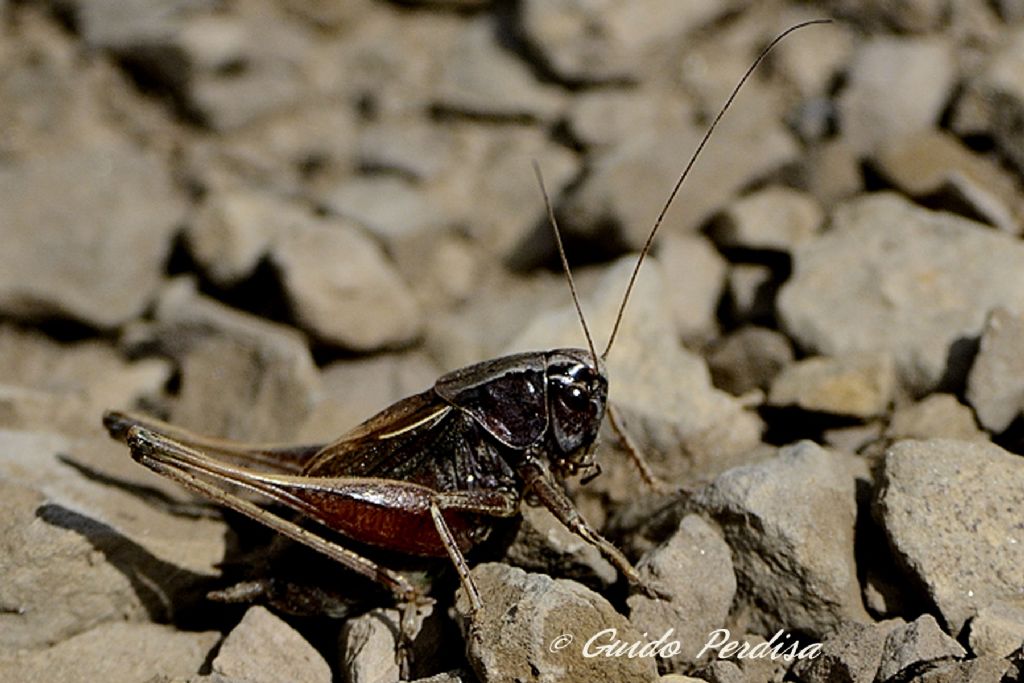 AIUTO ID ORTHOPTERA 02